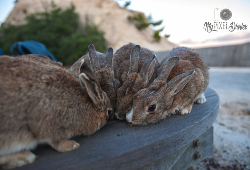  rabbit island